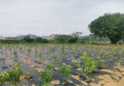 55d2475763f70ea7d1fe3d91e94f1a2e.png 揭阳农垦拆旧复垦项目2.png