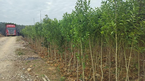 ca81e170ec6acb9a295c5ad8a530a12f.png 卅岭苗木2.png