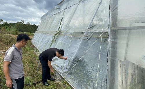 642ad382c4380719f43779d75b48eee9.png 加固葡萄园大棚.png