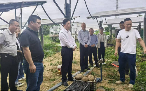 广东省农垦集团公司领导调研魔芋产业发展工作