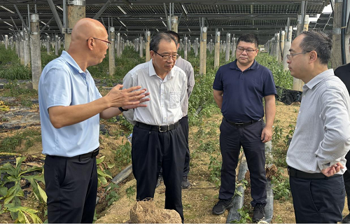 省农垦集团公司调研组到揭阳垦区调研