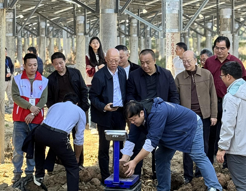 揭阳农垦举办魔芋产业推进会