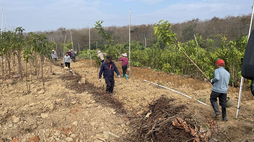 2a868df9547062cc51a99648a17774ac.png 图为卅岭农场开展储备苗木假植工作.png