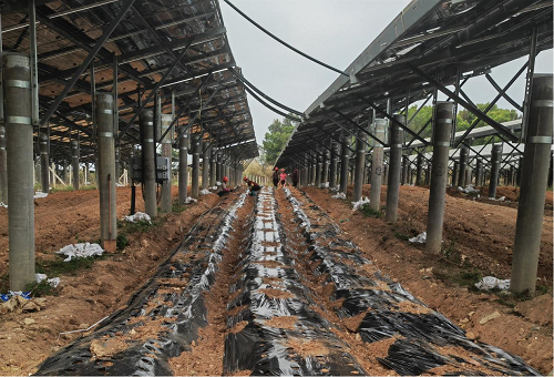 ab554de6759ef3397644eb8c0eb0d114.png 图为东埔农场光伏板下种植魔芋现状1.png