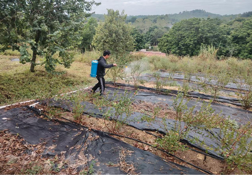 d3694290888f342a40f1992d76f09457.png 图为卅岭农场开展蓝莓叶面肥追施.png