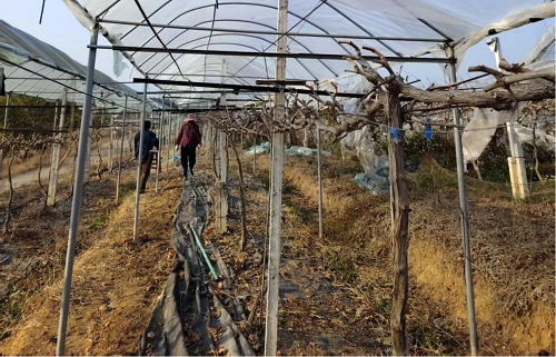 e4053085d762bae28f8fa60bd4ebd9b7.png 图为卅岭农场开展葡萄园修形剪枝.png